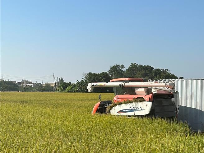 过去花期结束后，土地就一路荒废到隔年，今年公所突发奇想，将枯萎的蜀葵花搅碎成变成天然肥料，交由果菜公司种植稻米。（员林果菜公司提供／吴建辉彰化传真）