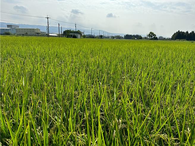今年7月种植共8分半的面积，约能收成8000台斤的稻谷。（员林果菜公司提供／吴建辉彰化传真）