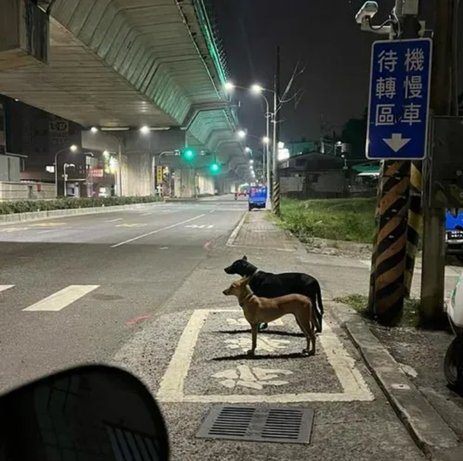 機車待轉區遭2隻浪浪佔據要過馬路，相當遵守交通規則，網友看到拍下PO網。（翻攝爆料公社、Huang Otto）