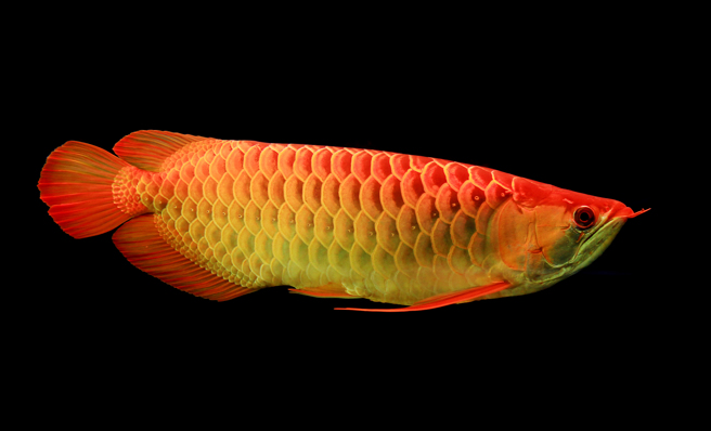 越南中產階級人口增加，民眾興起飼養龍魚風潮，相信能因此帶來好運。（圖／Shuttestock）