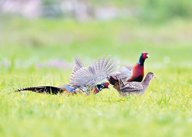 简男遭民眾检举，宜兰地检署侦结，依违反野生动物保育法，处分缓起诉1年，向公库缴纳1万元。（示意图 非新闻中环颈雉/本报资料照）