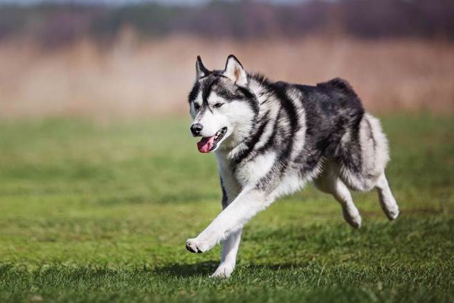 北市街頭遛狗遇到救護車，2隻哈士奇居然學警報器開始亂叫。(示意圖/達志影像)