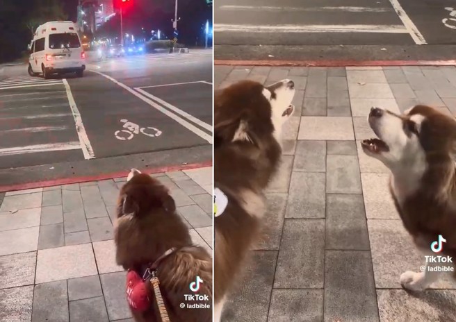 北市街頭遛狗遇到救護車，2隻哈士奇居然學警報器開始亂叫。(翻攝爆笑公社)