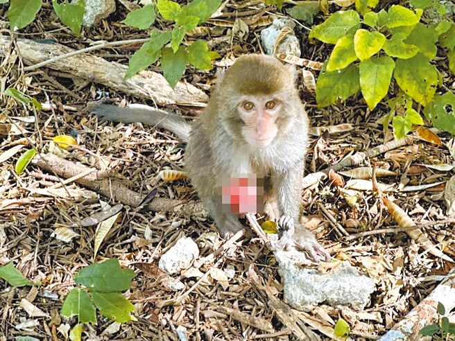 台南、高雄的猕猴近来遭不明人士针对，频传捕兽铗断掌事件，高雄市马头山自然人文协会、柴山我的家保护推广协会27日联合举行记者会，呼吁政府推动捕兽铗生产烙码登记、多部会连动查缉管制，保障动物及民眾安全。（柴山我的家协会翁淳义提供／袁庭尧高雄传真）