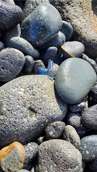 七里溪出海口驚見「劇毒藍寶石」 專家警告勿觸遺骸