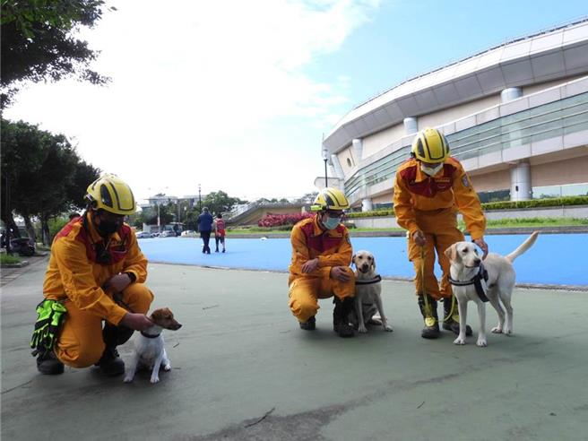 花蓮縣消防局3隻搜救犬Fancy（中）、Hero（右）跟Wilson（左）均通過IRO國際評量檢測A級（中級）認證，成為正式搜救犬，未來將持續往B級（高級）目標邁進。（羅亦晽攝）