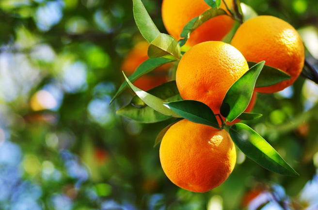 日本食品专家齐藤和美表示，冷冻过的橘子吃起来会更甜。（示意图／Shutterstock）