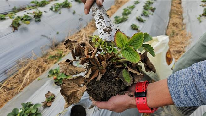 大湖乡草莓园爆发多重病害，导致草莓大量枯死。（谢明俊摄）