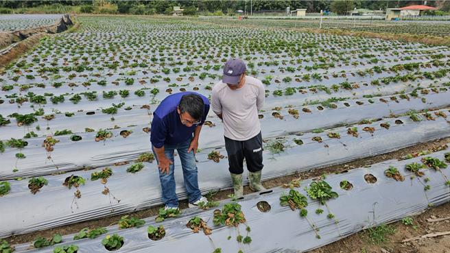 大湖乡草莓园爆发多重病害，导致草莓大量枯死。（谢明俊摄）