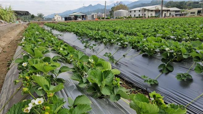 大湖乡草莓园目前正值第1期花开结果。（谢明俊摄）