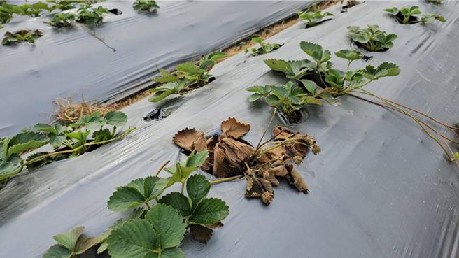 大湖乡草莓园爆发多重病害，导致草莓大量枯死。（谢明俊摄）