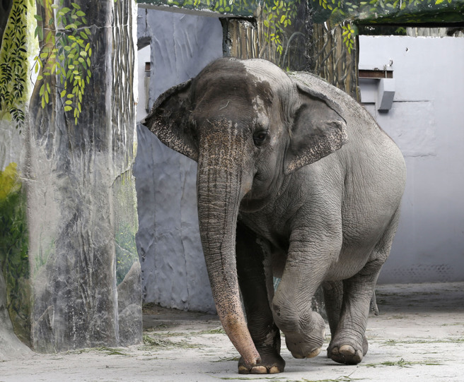 菲律賓馬尼拉動物園明星母象「馬麗」（Mali），28日去世。圖為2013年2月5日的留影，當時牠38歲。（資料照／美聯社）