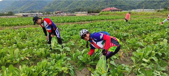 美浓商圈促进会这次为了帮助农民，推出于配合的农田拔萝卜2斤袋200元，就送一张拉拉车乘坐票券。（美浓商圈促进会提供／林雅惠传真）