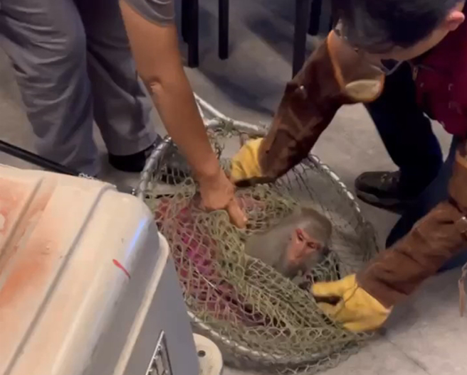 逛大街的猴大王，最後逃進餐廳被捕。（蔡淑君議員提供）