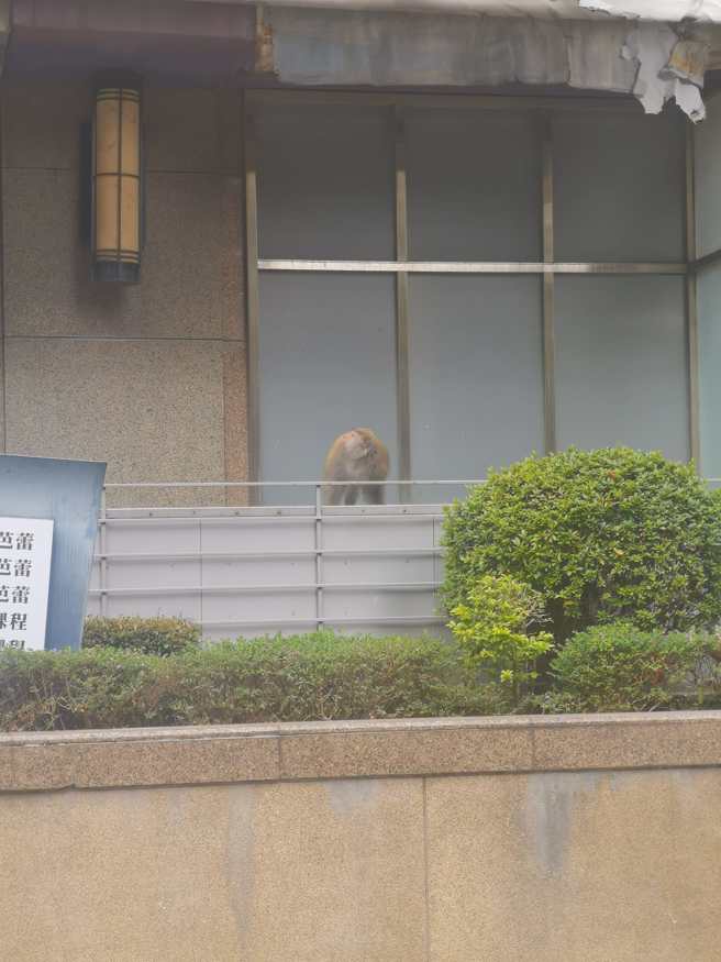 近日在林口街上看到有台灣獼後再逛大街。（吳先生授權提供）