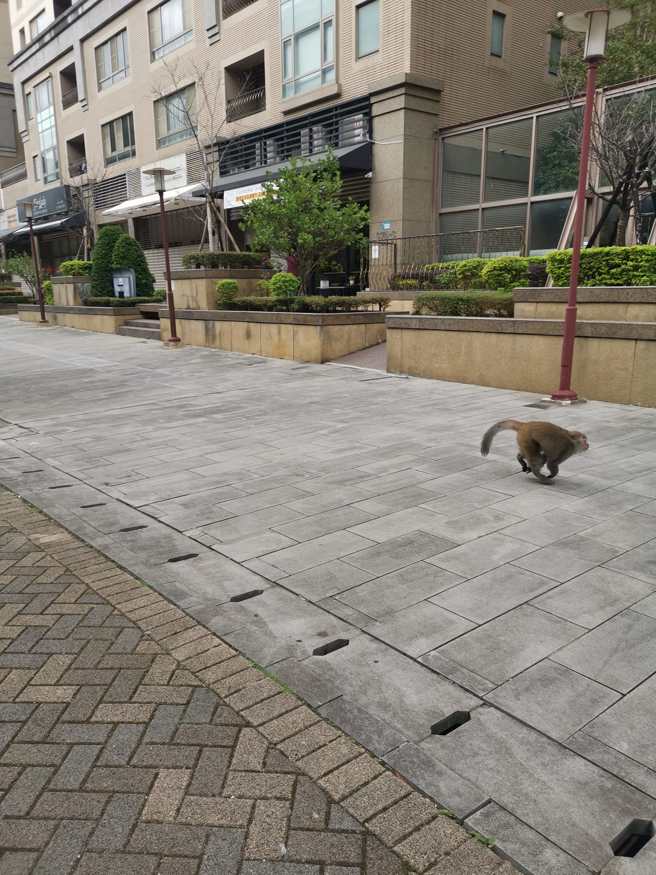 近日在林口街上看到有台灣獼後再逛大街。（吳先生授權提供）