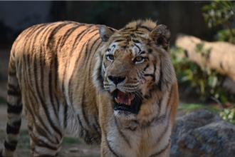 新竹動物園老虎明星高齡18歲 「六福」睡夢中過世園方表不捨