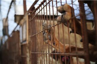 韓200犬農總統府前抗議禁食狗肉 警民爆衝突