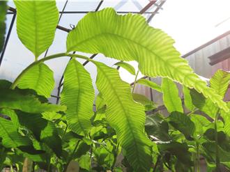 「國寶級蕨類」成功繁殖！明起重返雲仙樂園