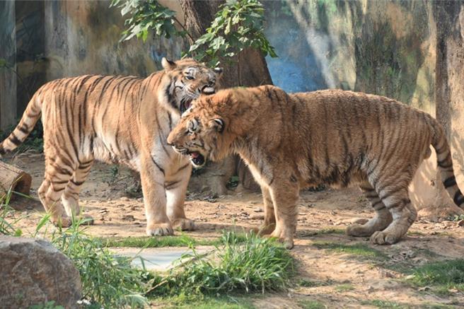 孟加拉虎兄弟六福（左）、來福（右）2005年在六福村出生，之後一起來到了新竹市立動物園成為孩子們最愛的動物明星。（新竹動物園提供／王惠慧新竹傳真）