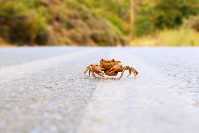 螃蟹過馬路1.5萬網友狂讚，不少人看呆直呼，牠比行人守規矩。（圖／shutterstock）