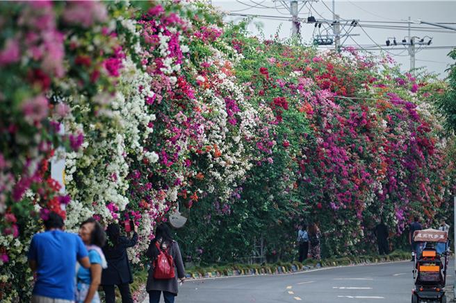 彰化县田中镇梅州街路边有一排长近300公尺、高近2层楼的九重葛花墙，儘管现在还没到盛开时期，但已经吸引许多民眾驻足拍照。（吴建辉摄）