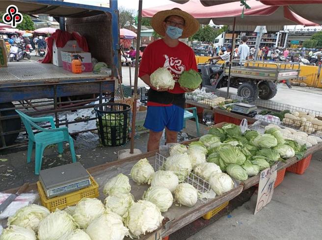 据农粮署的「大宗蔬菜播种量及供苗预警资讯」显示，甘蓝（高丽菜）在今年11月中旬育苗场甘蓝供苗量计721.5万株，呈紫灯号。（报系资料照）