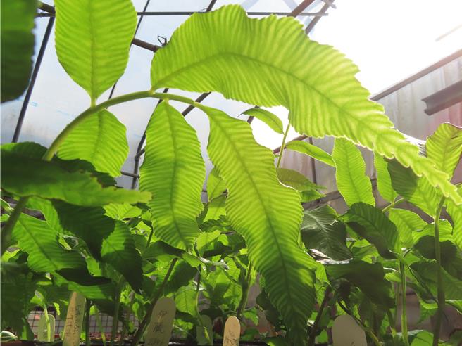 業試驗所受烏來觀光事業股份有限公司（雲仙樂園）委託，再度成功繁殖臺灣原始觀音座蓮及伊藤氏原始觀音座蓮臺灣兩種國寶級瀕臨絕滅的稀有蕨類。（林試所提供／林良齊台北傳真）