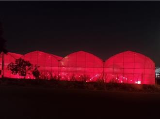 暗夜中的溫室泛神祕紅光 竟是為了「它」
