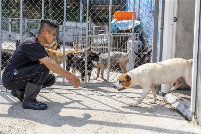 黄智坚设立「浪巢」动物转运站，用爱去照顾受虐和弃养猫狗，毛小孩都很喜欢和他亲近。（罗浚滨摄）