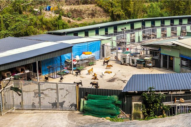 黄智坚设立「浪巢」动物转运站，将园区规画为伤残老狗区、狗舍和猫屋，每天都有固定时间放风。（罗浚滨摄）