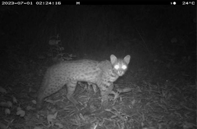 監測石虎圖像。圖／苗栗農改場提供