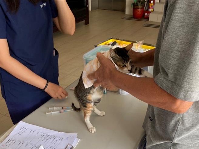 为爱猫定期施打核心疫苗及至动物医院进行健康检查，维持爱滋猫日常健康状态。（新北市动保处提供）