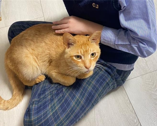 预防猫爱滋最有效的预防方式是避免将家猫放养在外与流浪猫接触。（新北市动保处提供）