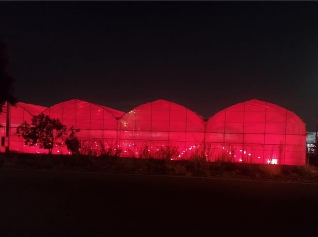 彰化縣溪湖鎮媽厝里農民在夜間使用紅光LED燈照射葡萄植株，形成特殊景觀。（翻攝臉書社團「溪湖人生活圈」／孫英哲彰化傳真）