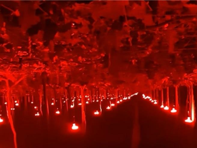 彰化縣溪湖鎮媽厝里農民在夜間使用紅光LED燈照射葡萄植株，形成特殊景觀。（翻攝臉書社團「溪湖人生活圈」／孫英哲彰化傳真）