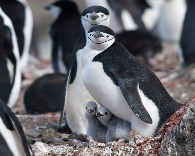 南極企鵝孵蛋的時候更頻繁的「小睡」。（示意圖 Shutter Stock）