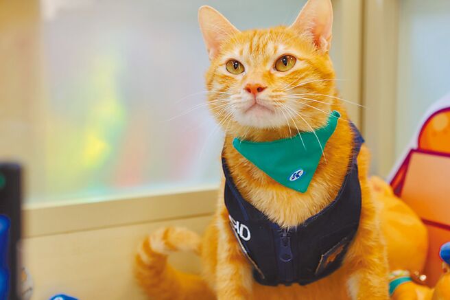 小港分局邀请拥有12万追踪数的高雄捷运「蜜柑猫站长」，穿上刑警背心，一起拍摄反诈宣导影片，突破以往警察严肃的形象。（小港分局提供／洪靖宜高雄传真）