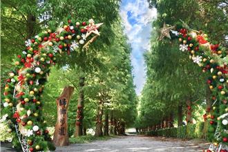 彰化祕境落羽松聖誕大道 隱身成美園夢幻登場