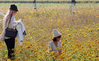嘉義市花海生活節登場 18公頃花海走不完