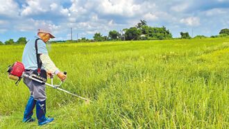 明年大区轮作暂缓 稻作恐重返25万公顷