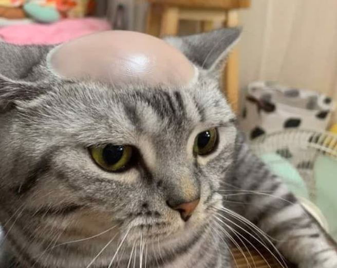 女子在秀出家中的「河童猫」，网友看到照片也笑翻开玩笑表示「这用脑过度了」。（图／翻摄自脸书爆废1公社）