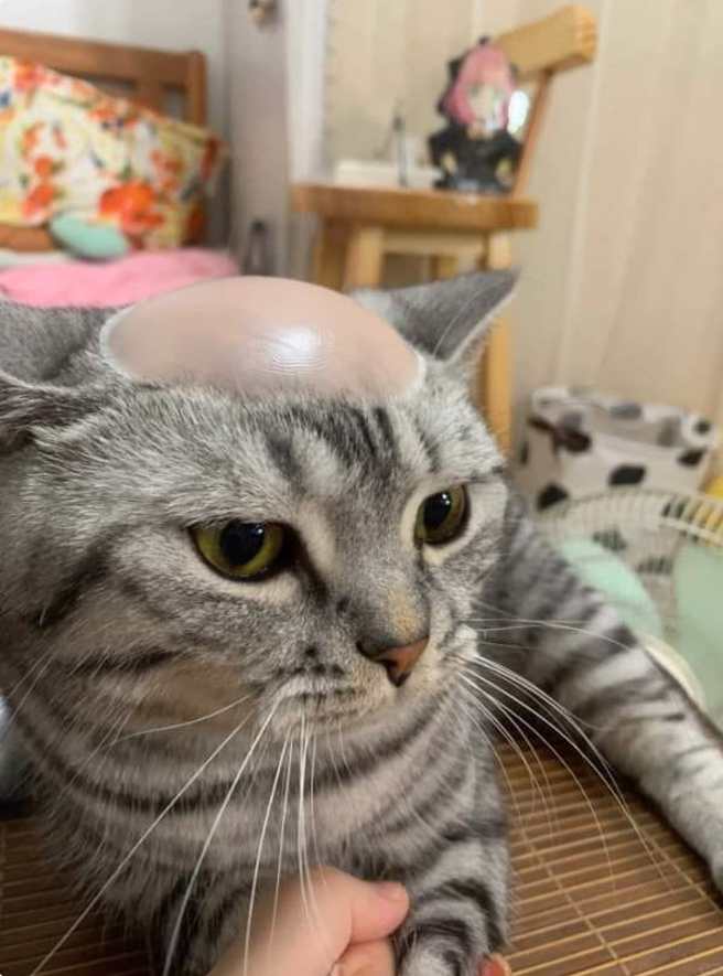 女子在秀出家中的「河童猫」，网友看到照片也笑翻开玩笑表示「这用脑过度了」。（图／翻摄自脸书爆废1公社）