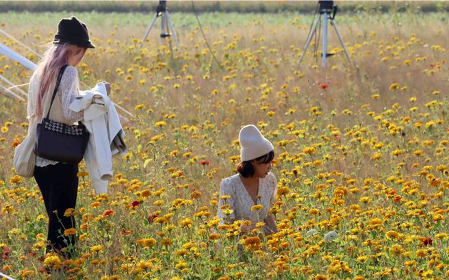 嘉义市「花海生活节」2日、3日登场，今年花海面积突破18公顷，受暖冬天候影响，现由黄澄澄万寿菊、百日草接棒，民眾想办法在到处都是人的花海里拍美照。（吕妍庭摄）