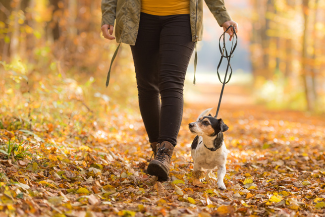 養狗的人多半得常常出門遛狗，這讓飼主維持運動習慣並增加社交互動機率，對於年長者預防失智很有益處。