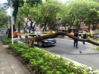 北市巡检树木靠人力吁借镜新加坡 蒋万安允研议