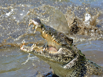 不爽鱷魚侵門踏戶 頂尖掠食者水下偷襲 驚險瞬間曝