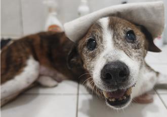 新北動保志工親製水管輪椅 助身障毛寶貝重新站起來