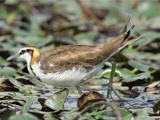 台南水雉冬季9成集中官田 「这2原因」部分区域未见踪迹