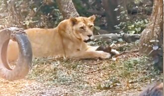 小猕猴失足掉落 母狮一口咬死